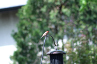 Backyard Birds